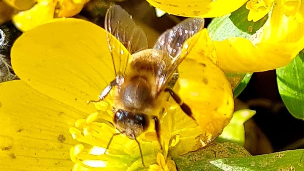 svg+xml,%3Csvg%20xmlns= Unsere Imkerei