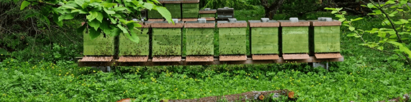 svg+xml,%3Csvg%20xmlns= Willkommen bei der Imkerei Lorenz